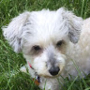 Meet your Posher, Ellsie